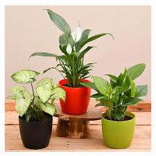 Indoor Plants